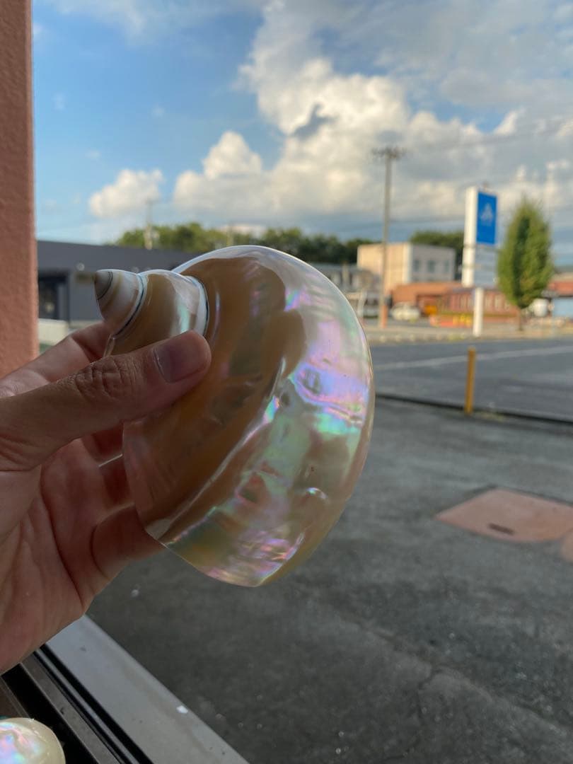 夜光貝 まとめ5個セット サイズ11-12cm