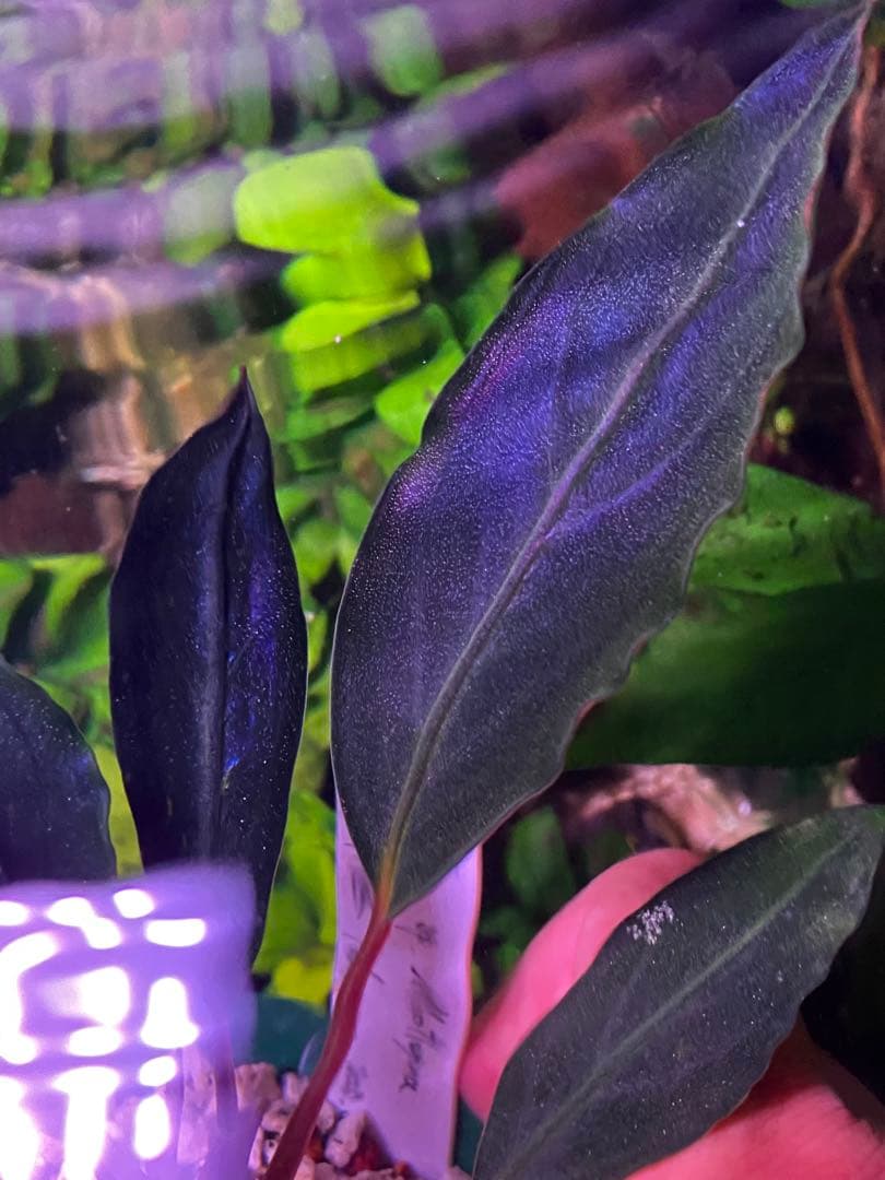 限定1株】 ブセファランドラ sp, モトレイアーナ 極紫個体 水上葉