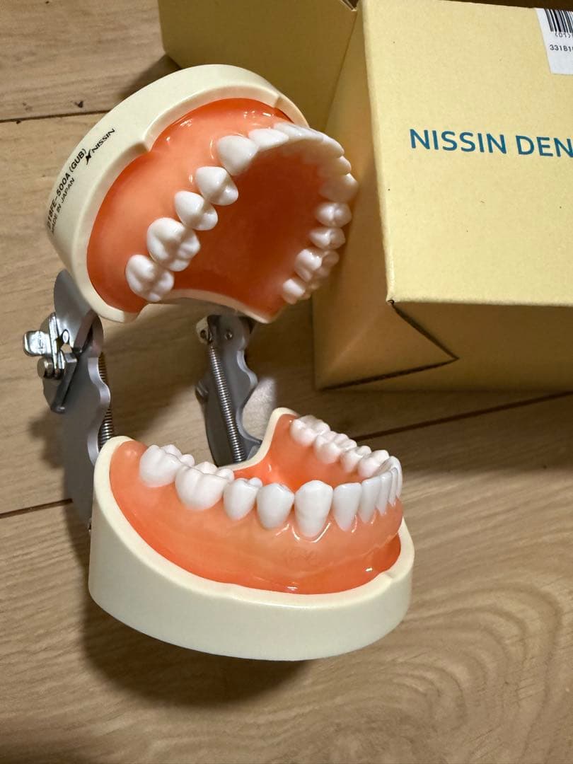 NISSIN DENTAL MODEL 教育用模型