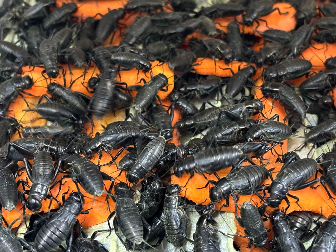 クロコオロギL 約1000匹1kg 冷凍コオロギ コオロギ レオパ 餌