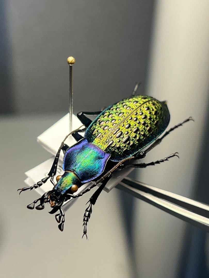 極美個体】エリスカブリモドキ オサムシ標本 オサムシ マイマイカブリ