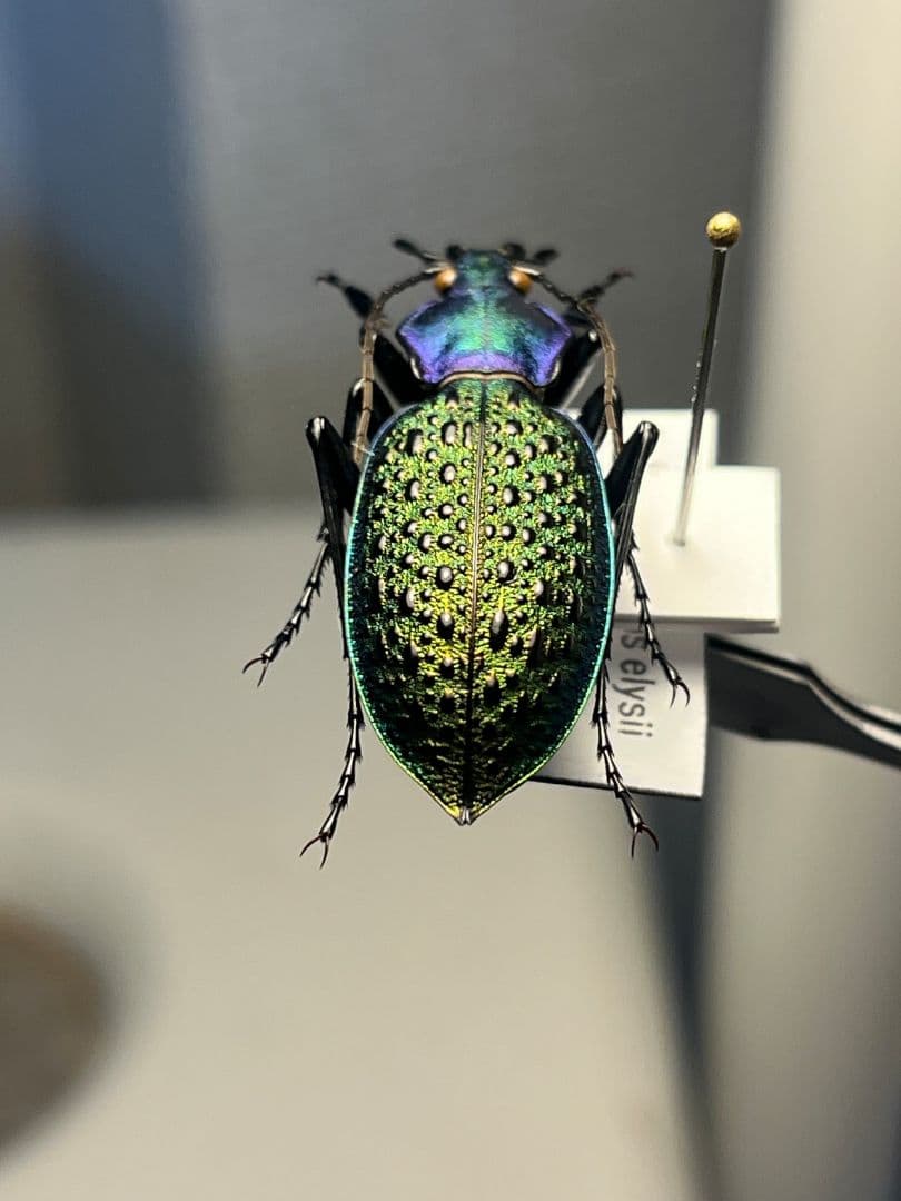 極美個体】エリスカブリモドキ オサムシ標本 オサムシ マイマイカブリ