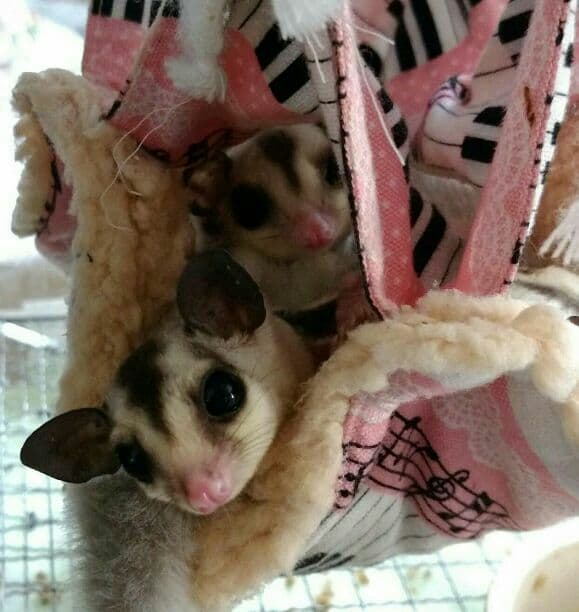 モモンガハウス(カフェ柄・綿麻) ボアピンク 大きいサイズ(家族用)