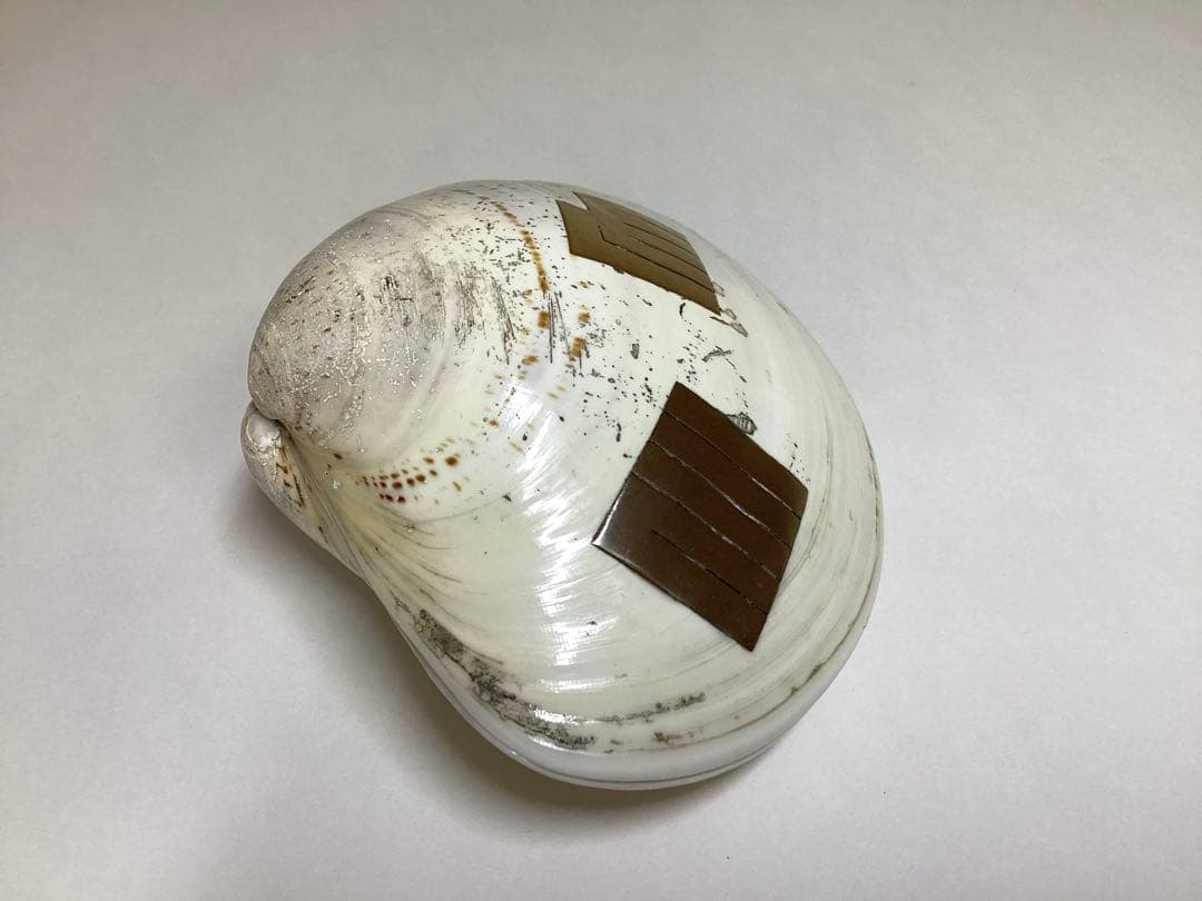 茶道具 古物品 香合 蛤 源氏香 輪島塗 川原秀 木箱入