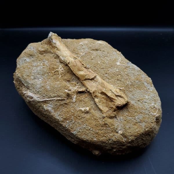 希少 アルシオーネ 骨 化石 本物 モロッコ産 184.67mm yk6