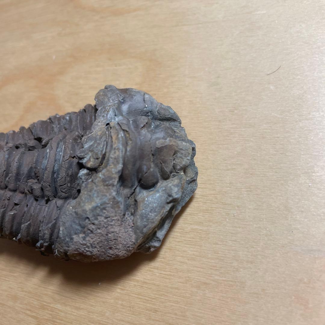 三葉虫化石 Crotalocephalus gibbus 三葉虫 化石 モロッコ 産 特大 三