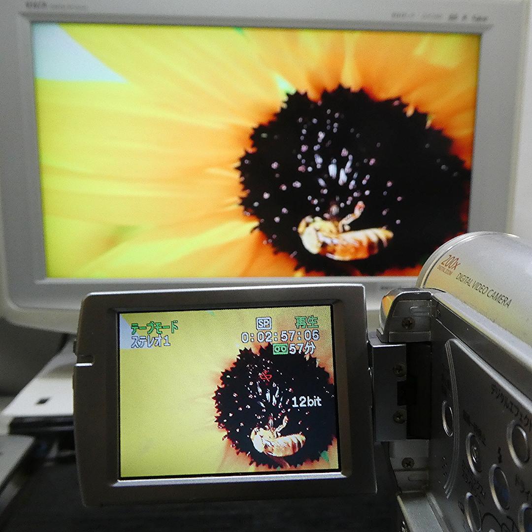 動作良好 キャノン DM IXY DV M3 MiniDVビデオ DVD化に最適