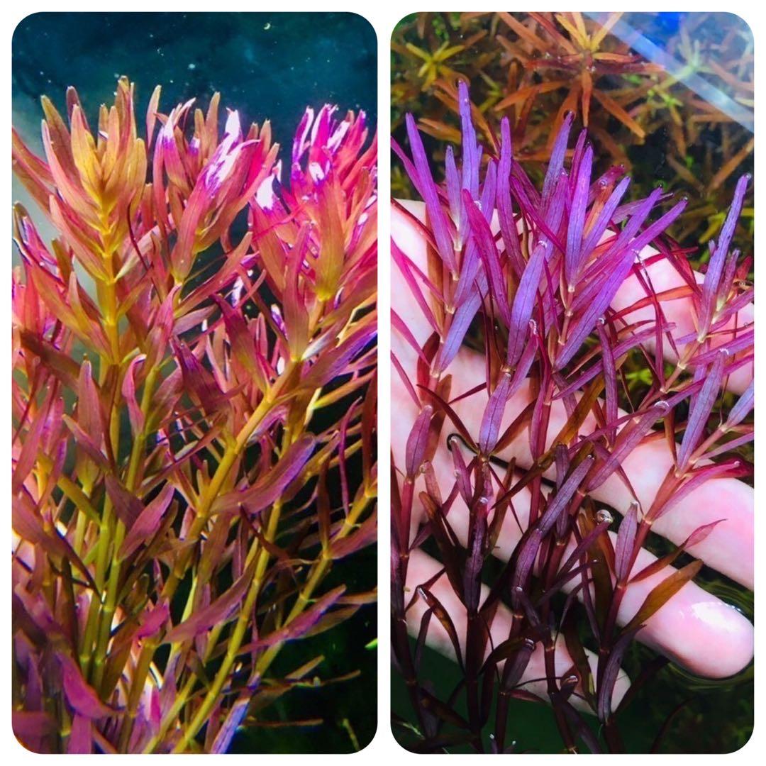 水草セット 赤系 水中葉 無農薬 無害虫 - メルカリ