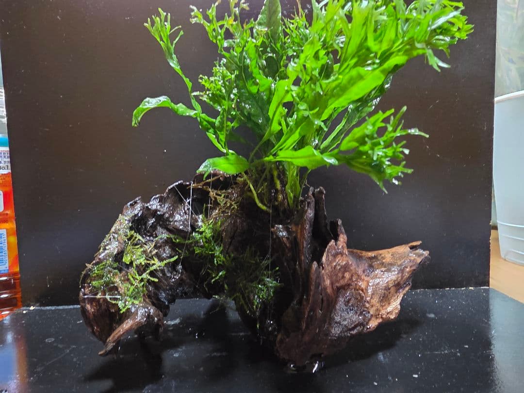 ブセファランドラ spロイヤルダークメタリック