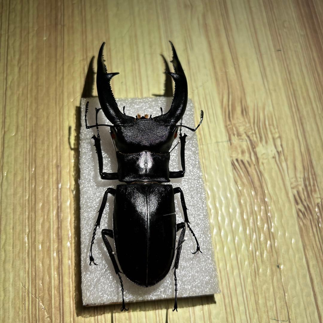 超 マンディブラリス ×リノケロス ハイブリッド 交雑種 標本 約78