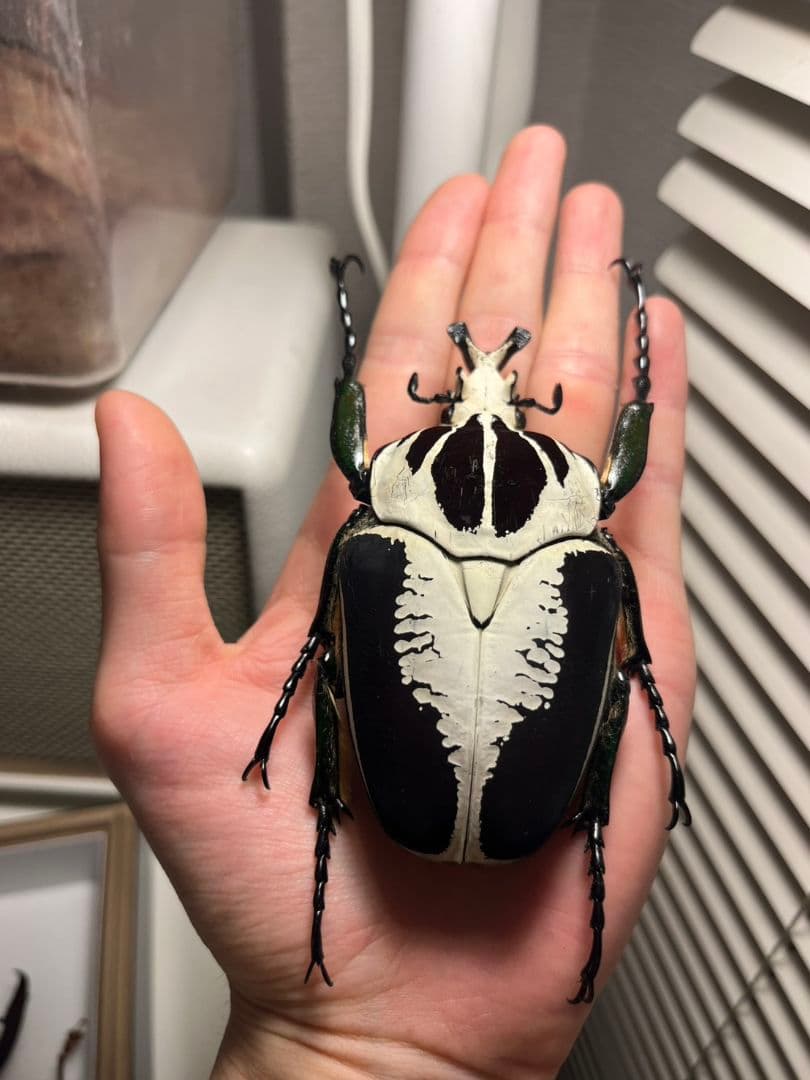 99mmペア】レギウスゴライアスオオツノハナムグリGoliath regius