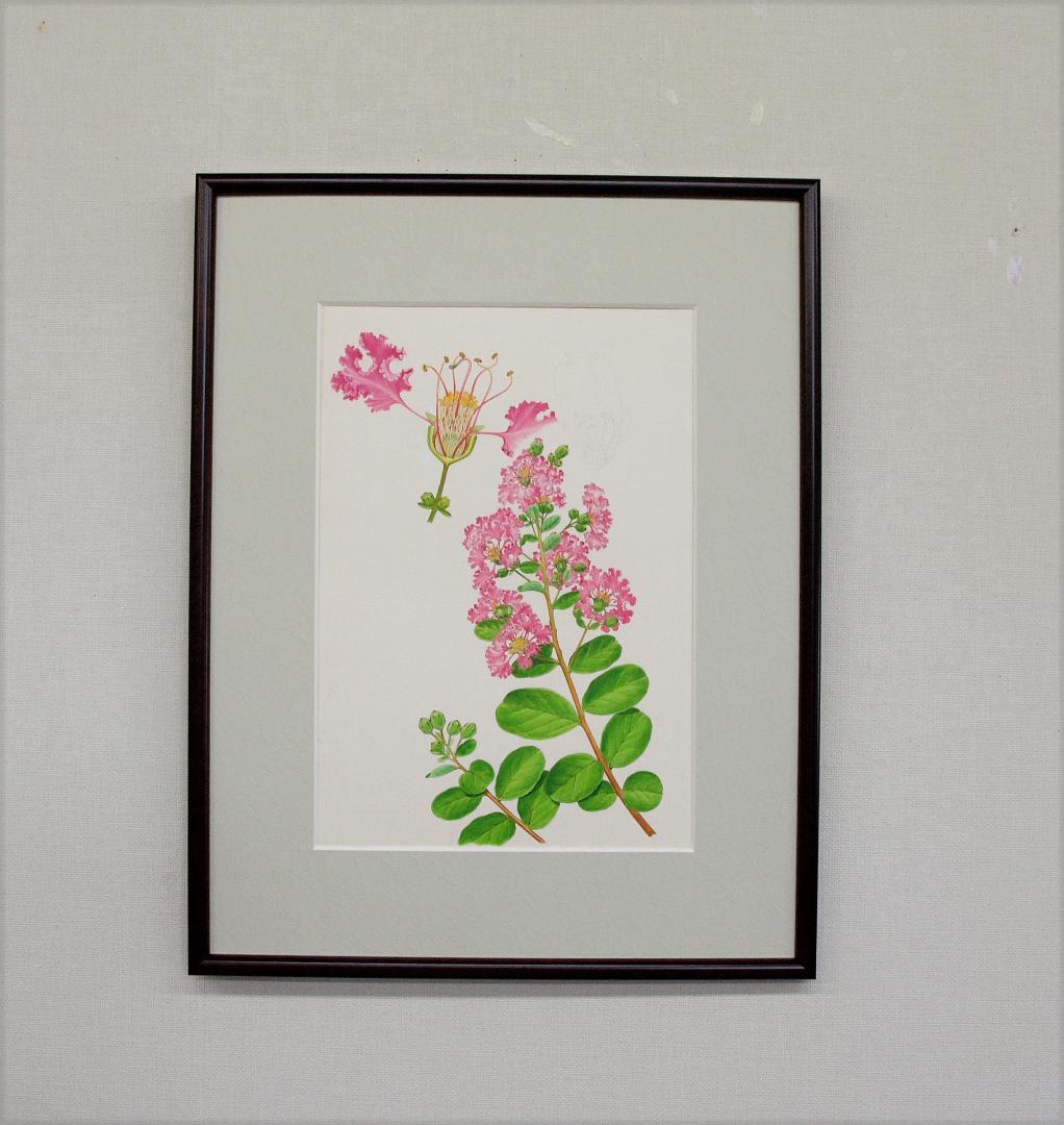 【絵画】ボタニカルアート　「サルスベリ」原画