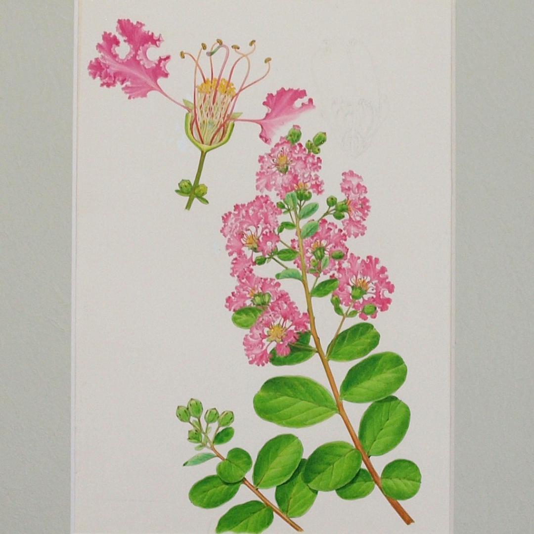 【絵画】ボタニカルアート　「サルスベリ」原画