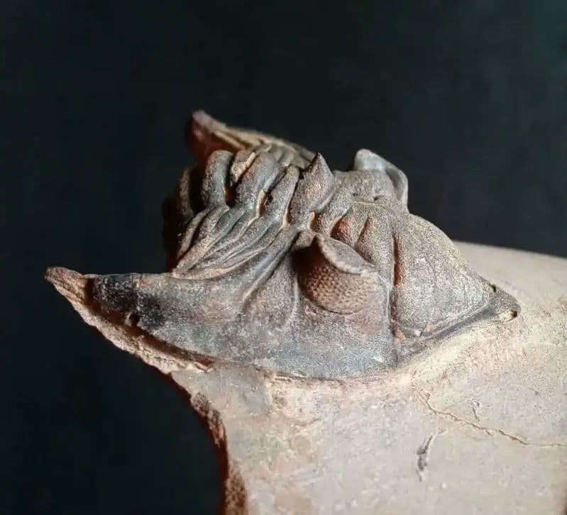 化石 骨格 標本 三葉虫 メタカンシナ 美麗 S115670497 新品