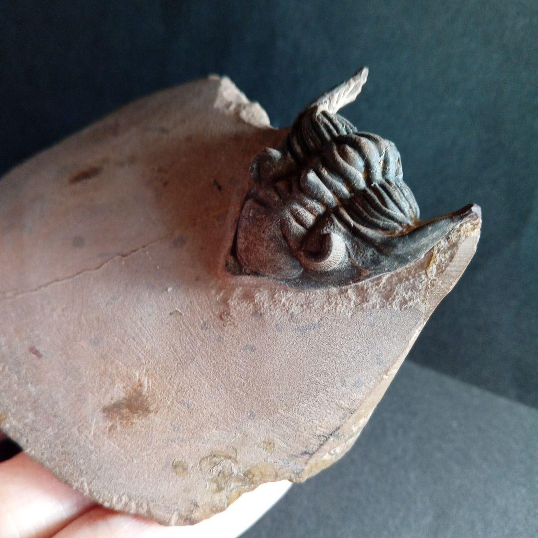 化石 骨格 標本 三葉虫 メタカンシナ 美麗 S115670497 新品