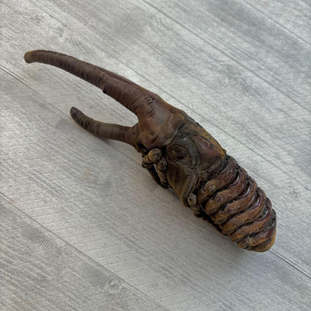 ヘラクレスオオカブト ヘラクレスヘラクレス 標本用 昆虫 蛹 全長196mm