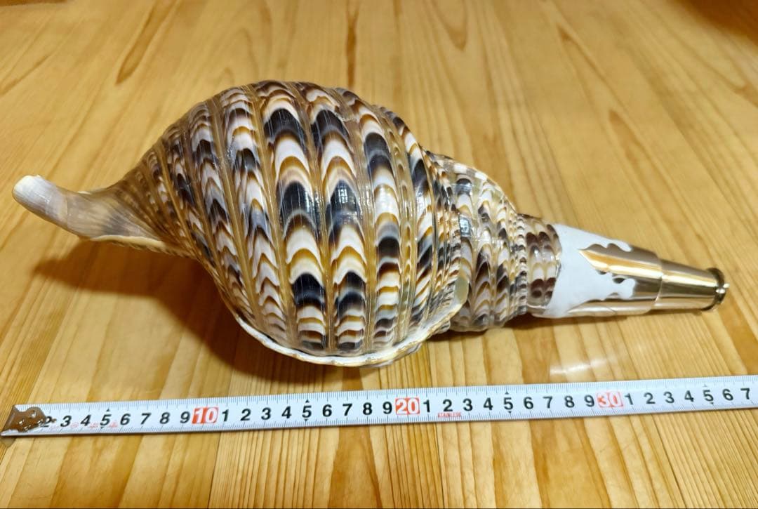 修験道法螺貝37㎝ 山伏 密教 魔除け 熊よけ❣️ホラガイ ほら貝