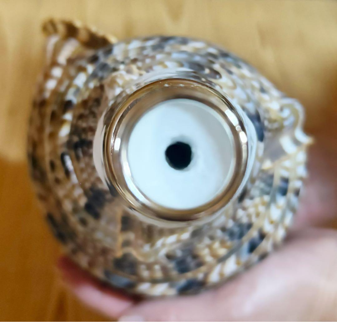 修験道法螺貝37㎝ 山伏 密教 魔除け 熊よけ❣️ホラガイ ほら貝