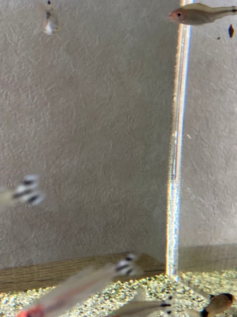 90センチアクリル水槽のみ 発送が来週の土曜日か日曜日になります。の