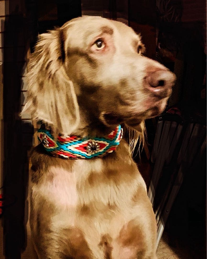 ⭐︎くますけ⭐︎様専用ページ ハーフチョークチェーン 大型犬 小型犬