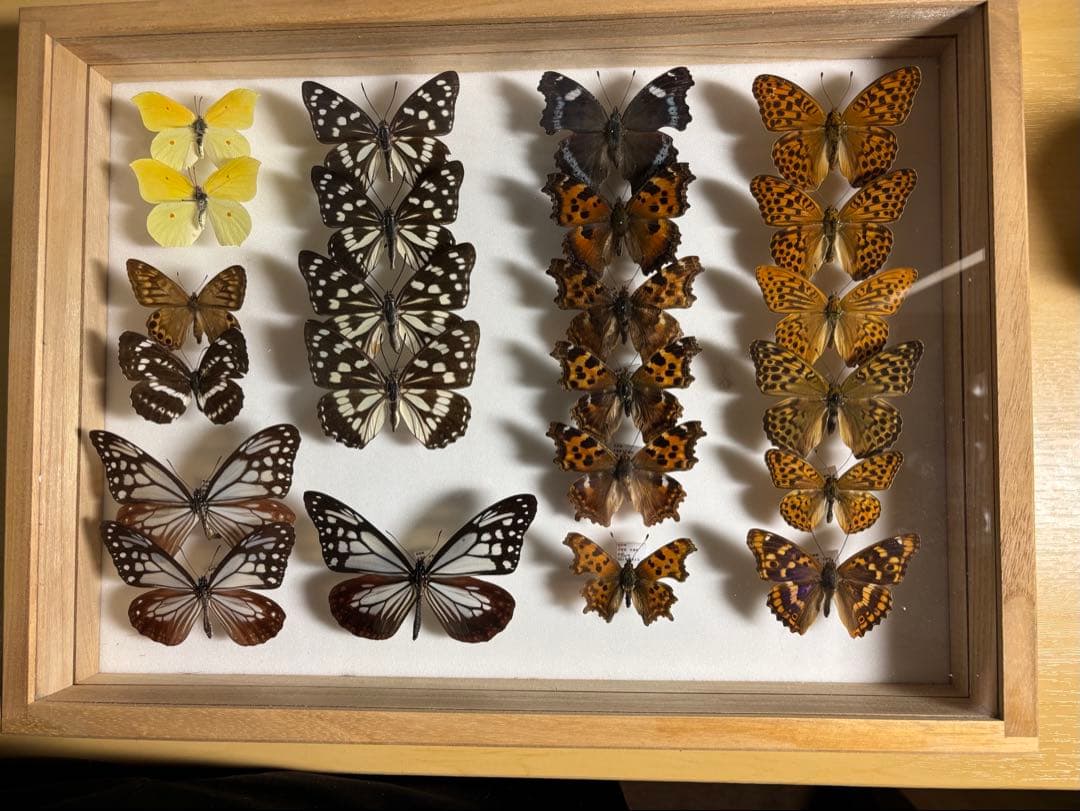昆虫類 蝶 標本 3箱セット□大型標本箱 ドイツ箱 桐箱 展示 昆虫類 蝶