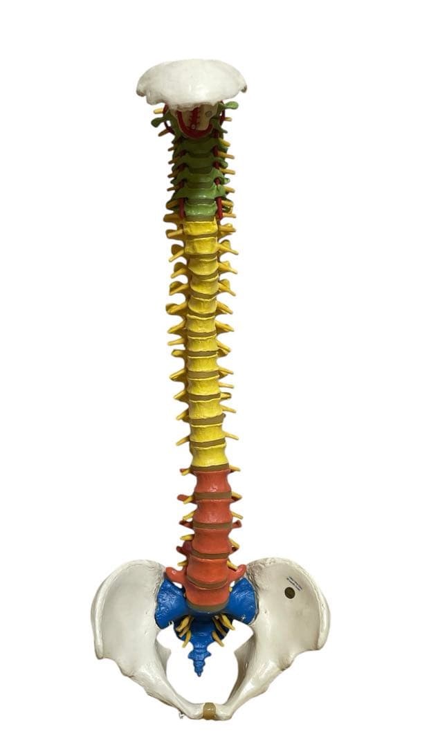 3Bドイツ製背骨骨格模型整骨整体鍼灸カイロプラクティック骨盤