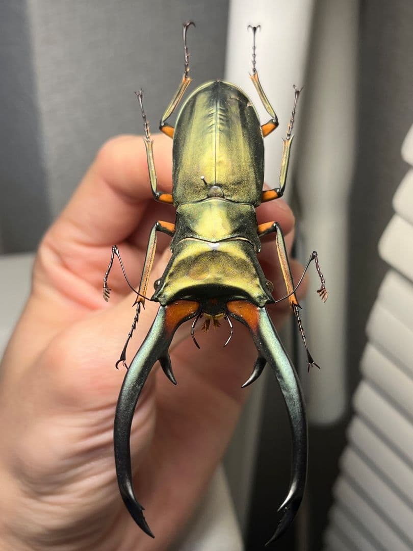 94mm】エラフスホソアカクワガタ Cyclommatus 本 標本 甲虫