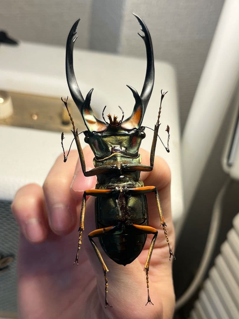 94mm】エラフスホソアカクワガタ Cyclommatus 本 標本 甲虫