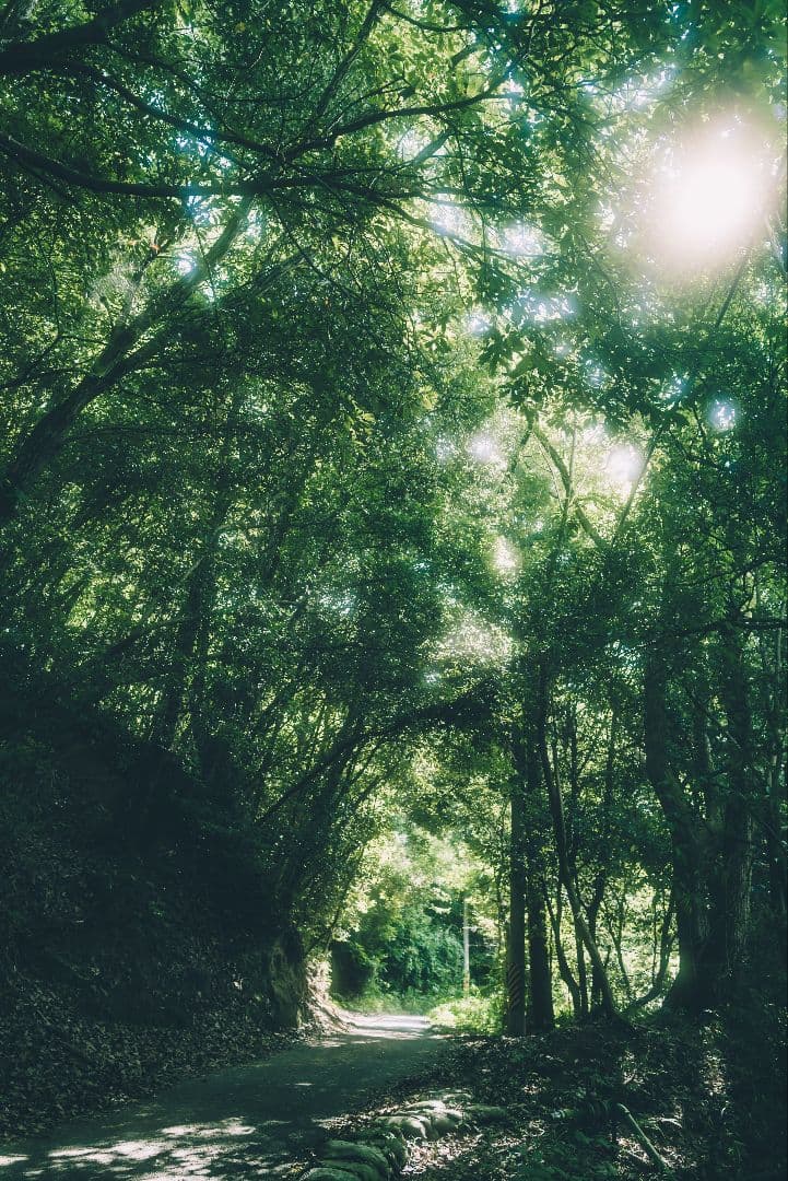 元箱付】LEICA Q2 完動品ブラックミスト・予備バッテリー付」作例有