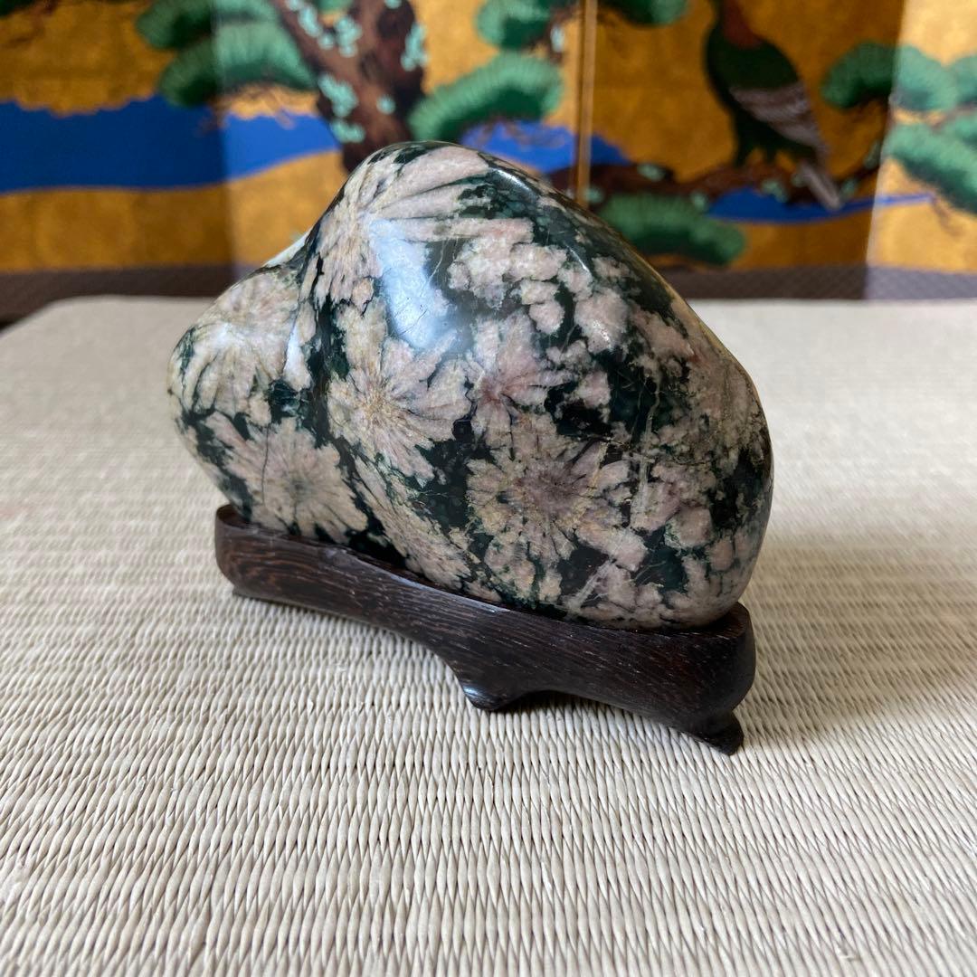 緑母岩にたくさんの花 ☆ 菊花石 鑑賞石 盆栽 菊花石 根尾