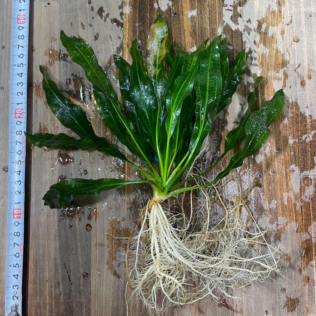 エキノドルスホレマニーグリーン座標軸1株 2番 - メルカリ