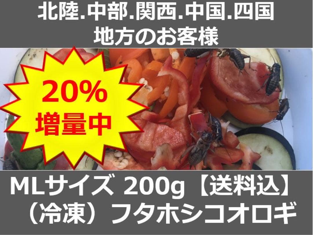 北陸中部関西中国四国地方の方240g冷凍コオロギ M・Lサイズ