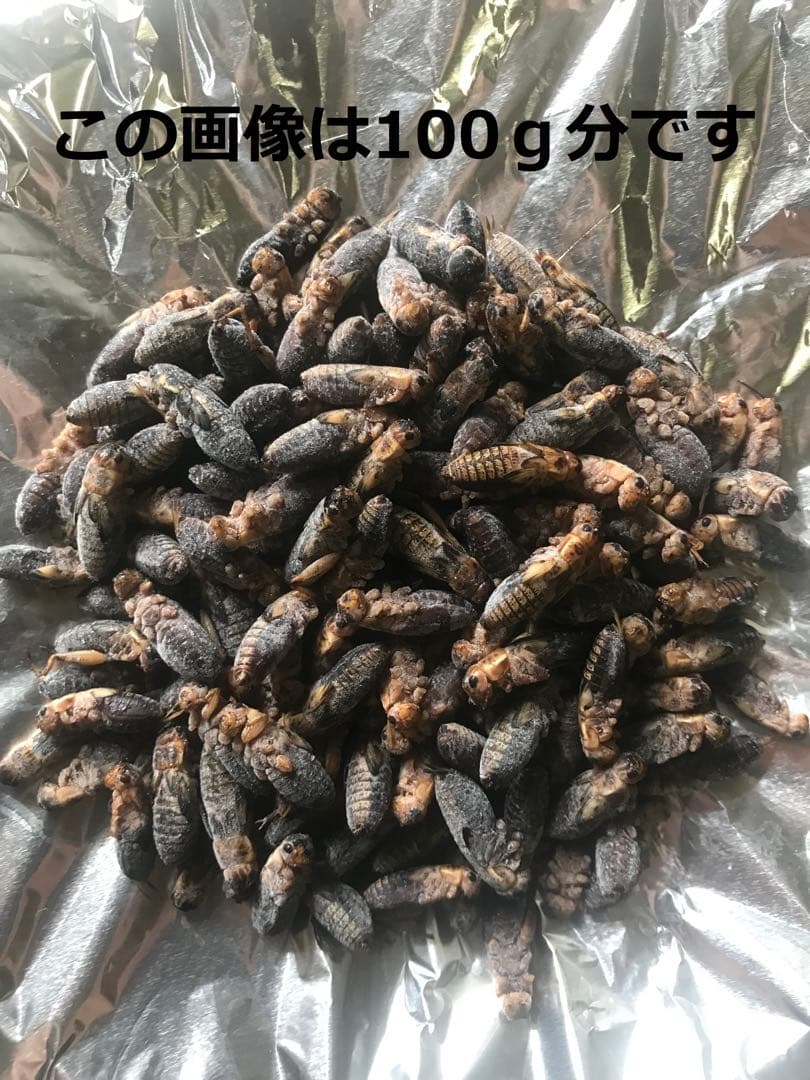 北陸中部関西中国四国地方の方240g冷凍コオロギ M・Lサイズ