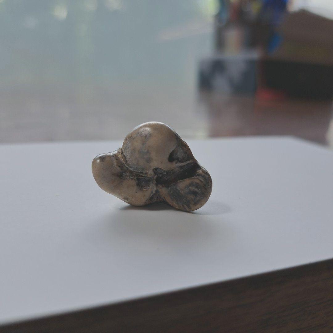 イルカの耳骨【大きさ2.7㎝】