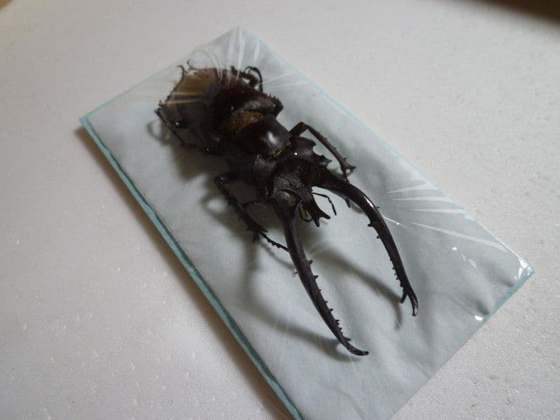 ヘルマンミヤマクワガタ♂Lucanus hermani/江西省.九江産/84mm
