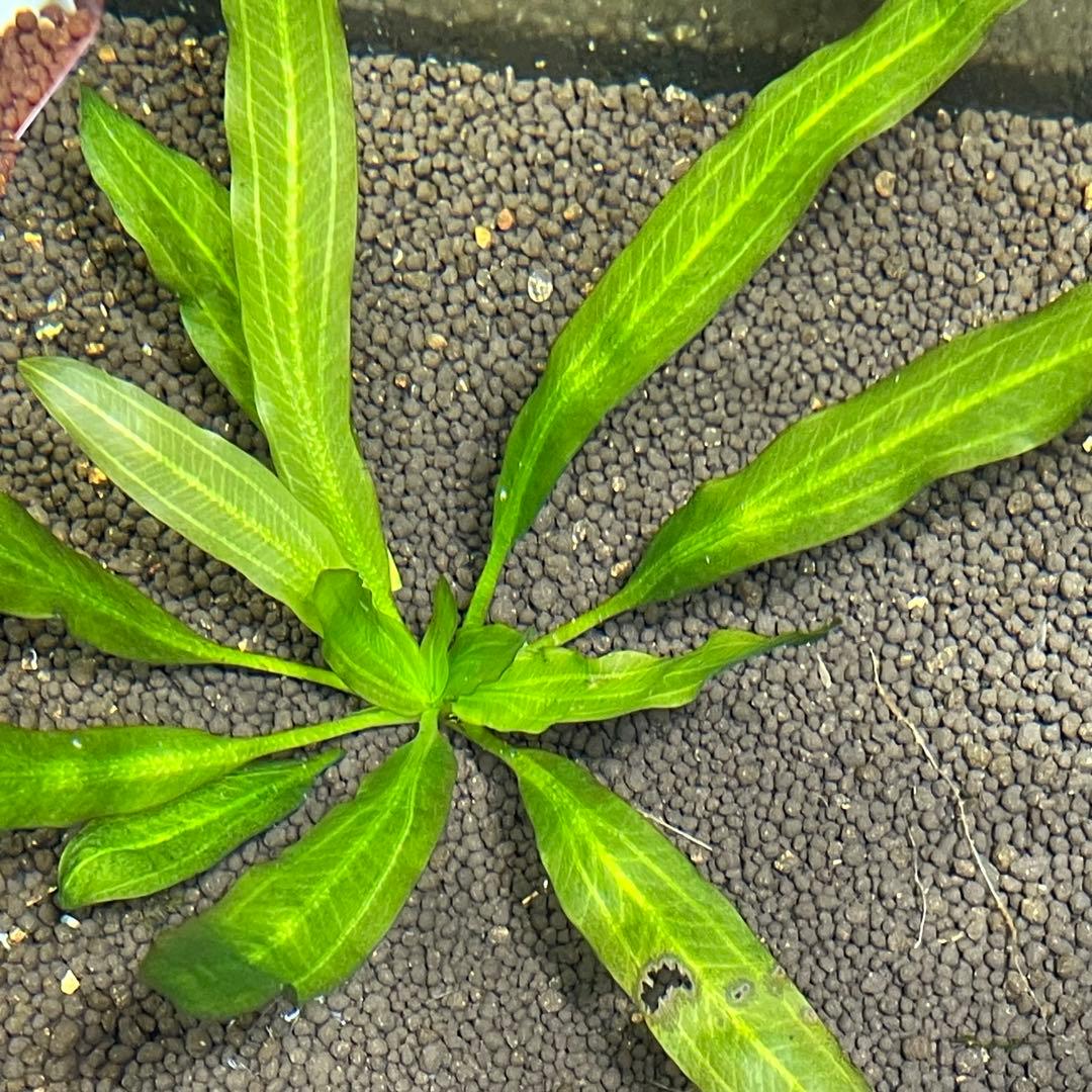 ニコ様専用 E.ホレマニーヴェルデ1株と座標軸1株のセット ニコ様