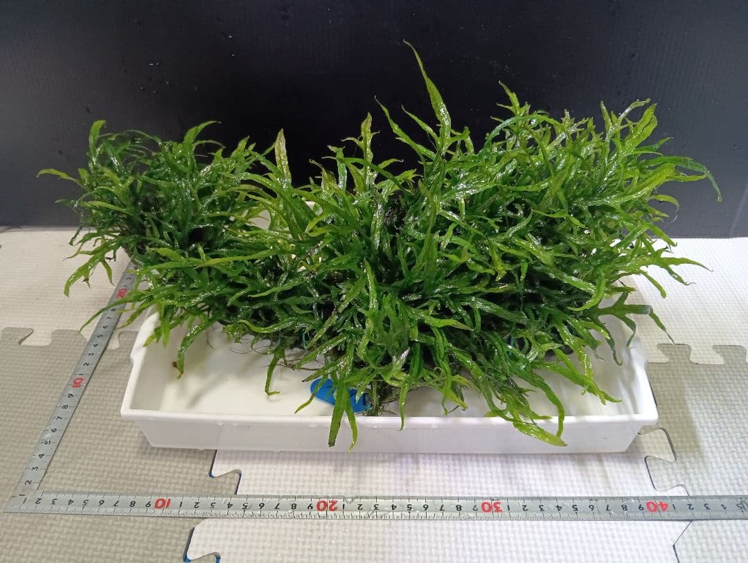 大株 ミクロソリウムsp.ソカン シャープリーフ流木活着