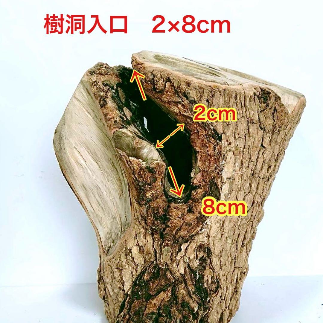 天然樹洞 クワリウム 大型隠れ家 エサ皿クワガタ シェルター 登り木