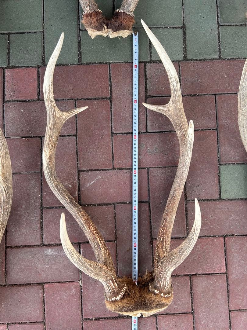 蝦夷鹿の角 14本 全部対 70から80センチ 超大型