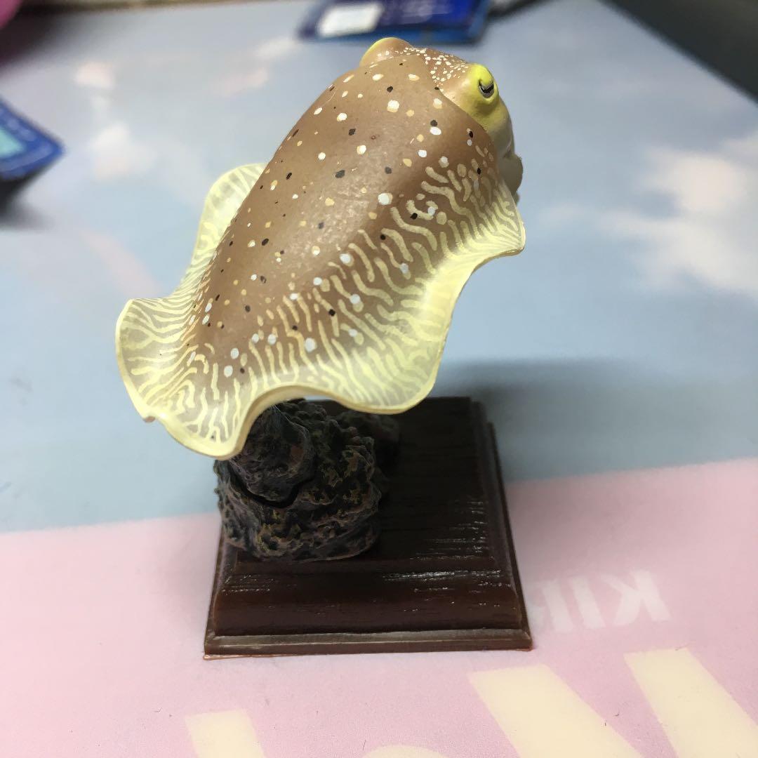 ネイチャーテクニカラー コブシメ 鳥羽水族館 美品 ネイチャー