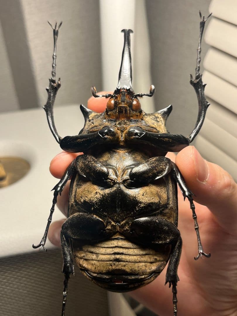 WC123mm】エレファスゾウカブト コーカサスオオカブト 昆虫標本