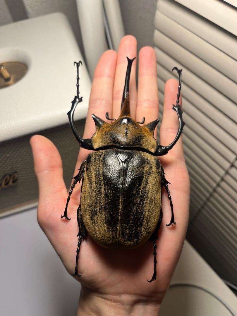 WC123mm】エレファスゾウカブト コーカサスオオカブト 昆虫標本