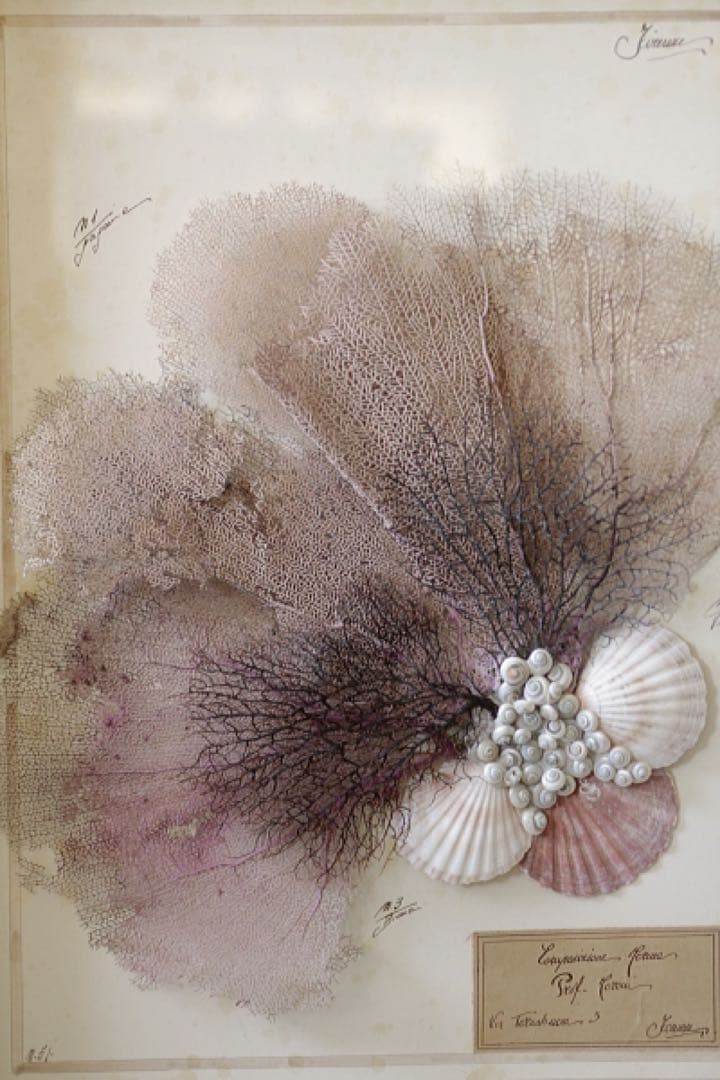 アンティーク標本 貝 珊瑚 海藻 アートフレーム イタリアフィレンツェ