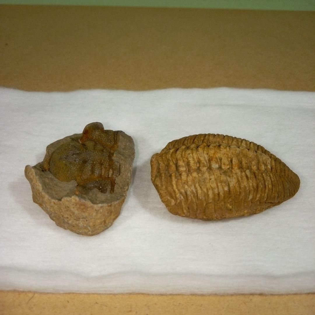 三葉虫化石fossilボリビア産レアFossil判別⑧