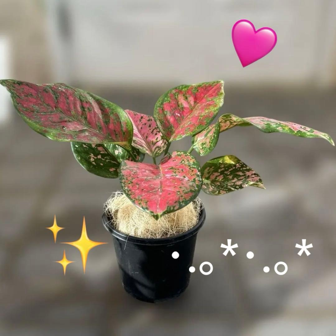 sunday様 リクエスト 4点 まとめ商品 - メルカリ