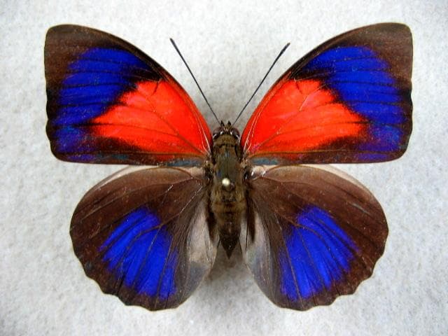 コレクションシリーズアグリアスロドリゲッティー.-1