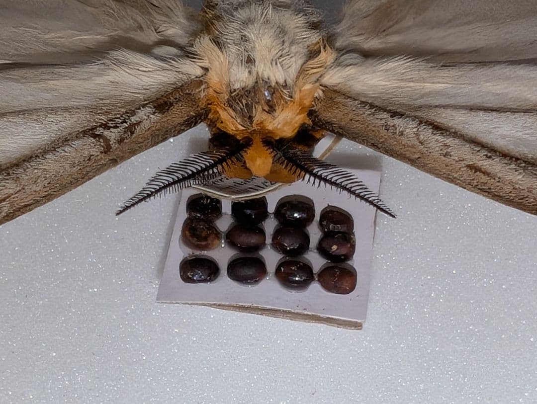 超美品！珍しい卵持ち アポロヤママユ 蛾 標本