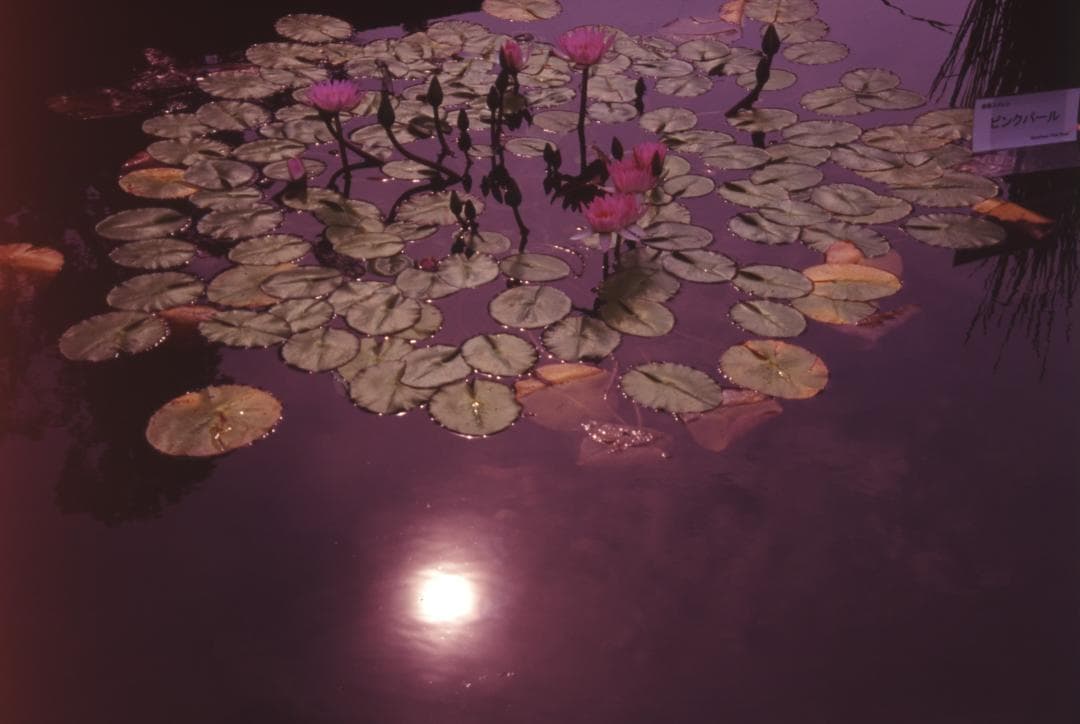 アナログ“” 自然風景写真（フレーム付き） フィルム撮影・銀塩プリント