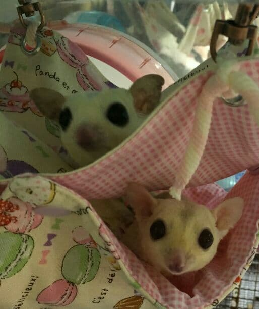 モモンガハウス(パンダマカロン柄Ver.2) 春(夏)秋仕様 190