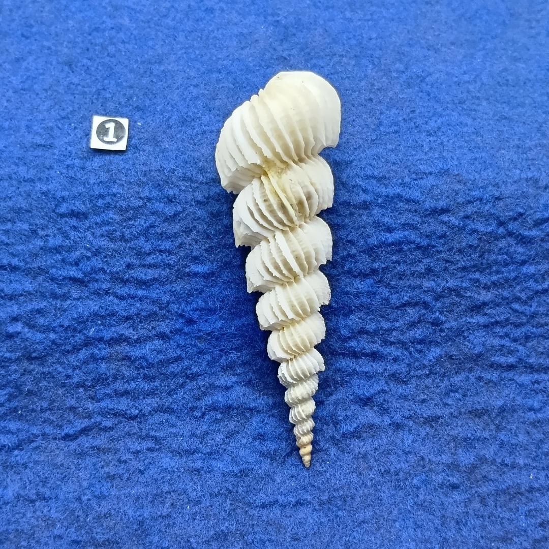 ①-1貝標本ヤエバイトカケ（蓋付：胴太型）